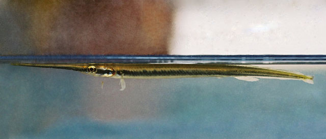 圭亚那江颌针鱼(Potamorrhaphis guianensis)