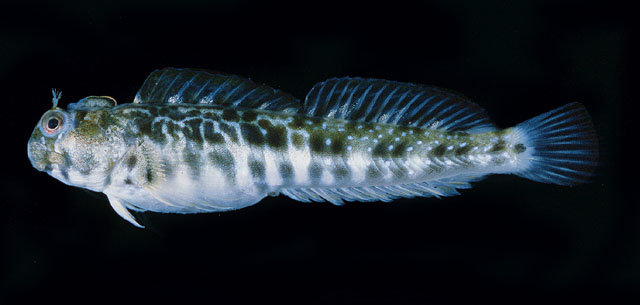 蓝灰矮冠鳚(Praealticus caesius)