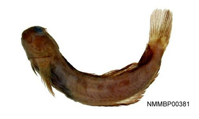 犬牙矮冠鳚(Praealticus margaritarius)
