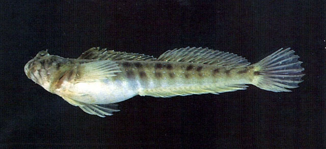 吻纹矮冠鳚(Praealticus striatus)
