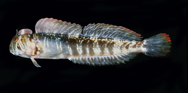 种子岛矮冠鳚(Praealticus tanegasimae)