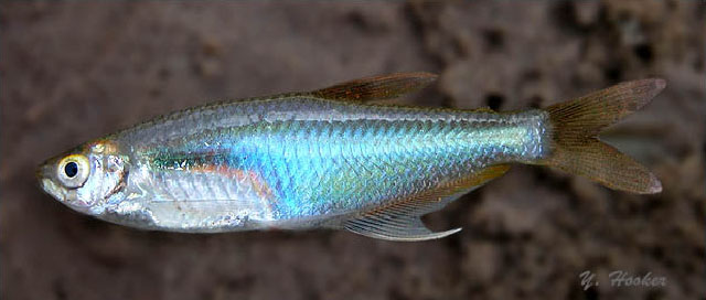 玻璃锯鳊脂鲤(玻璃红翅鱼)(Prionobrama filigera)