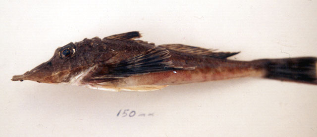双吻锯鲂鮄(Prionotus birostratus)