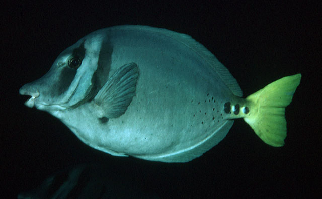 侧棒多板盾尾鱼(Prionurus laticlavius)