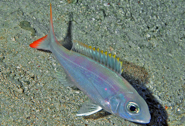 高体紫鱼(Pristipomoides aquilonaris)