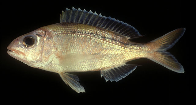 蓝纹紫鱼(Pristipomoides argyrogrammicus)