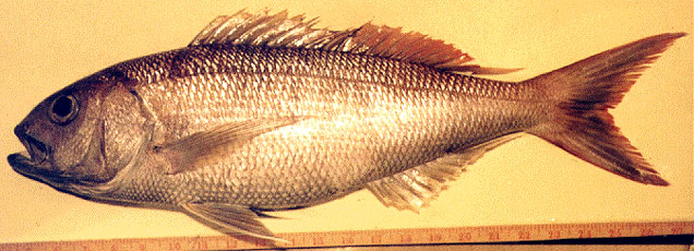 丝鳍紫鱼(Pristipomoides filamentosus)