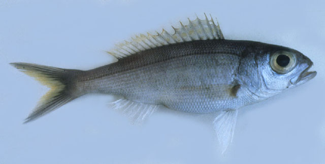 黄鳍紫鱼(Pristipomoides flavipinnis)