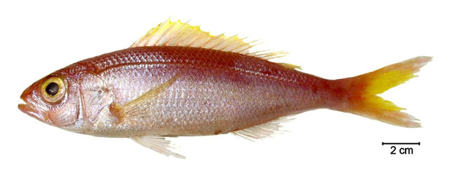 长体紫鱼(Pristipomoides freemani)
