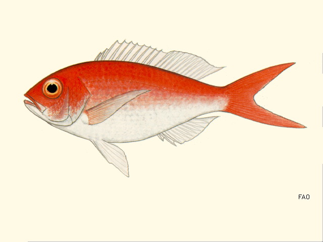 大眼紫鱼(Pristipomoides macrophthalmus)