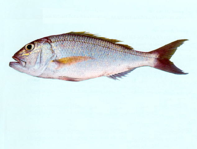 多牙紫鱼(Pristipomoides multidens)
