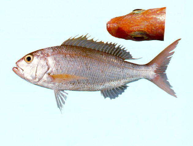 尖齿紫鱼(Pristipomoides typus)
