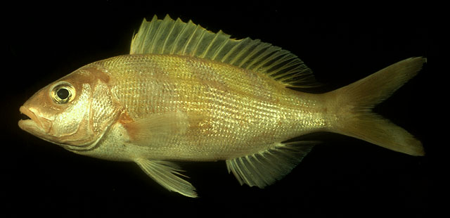 斜带紫鱼(Pristipomoides zonatus)