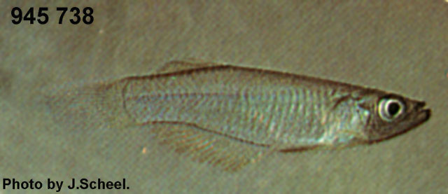 类丝足鳉(Procatopus similis)