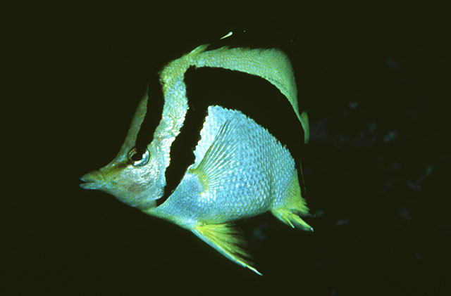 镰形前颌蝴蝶鱼(Prognathodes falcifer)