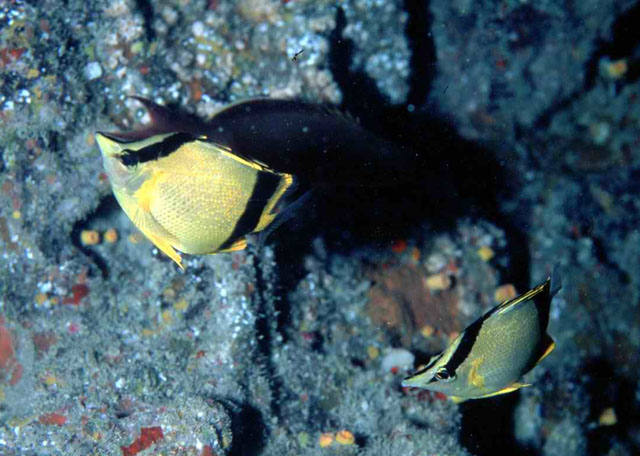 海栖前颌蝴蝶鱼(Prognathodes marcellae)