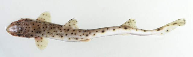 哈氏原鲨(Proscyllium habereri)