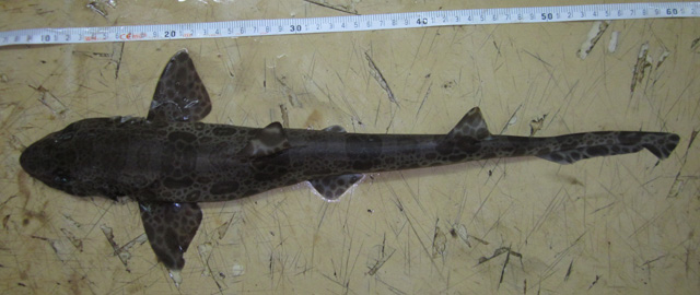 大原鲨(Proscyllium magnificum)