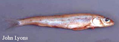 库尔特柱白鲑(Prosopium coulterii)