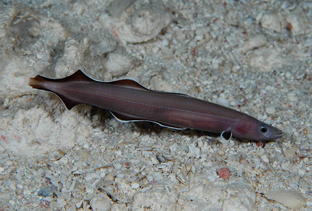 帕劳原鳗(Protanguilla palau)