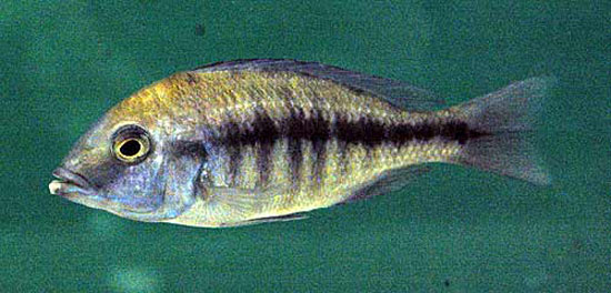 大口原黑丽鱼(Protomelas annectens)