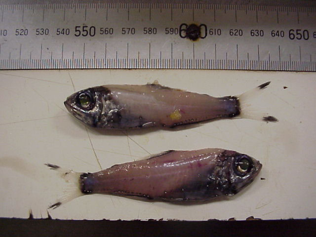 宝石原灯笼鱼(Protomyctophum gemmatum)