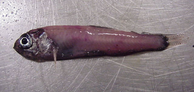 特尼氏原灯笼鱼(Protomyctophum tenisoni)