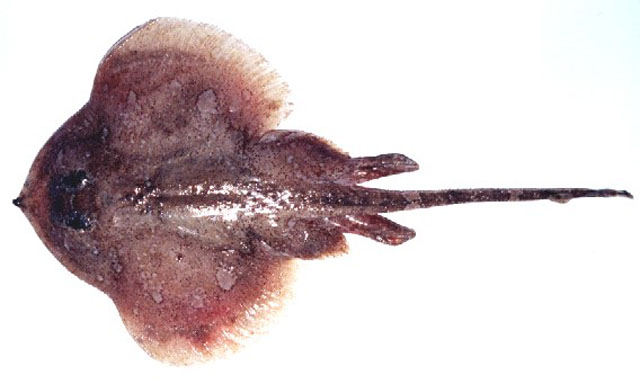 巴西砂鳐(Psammobatis extenta)