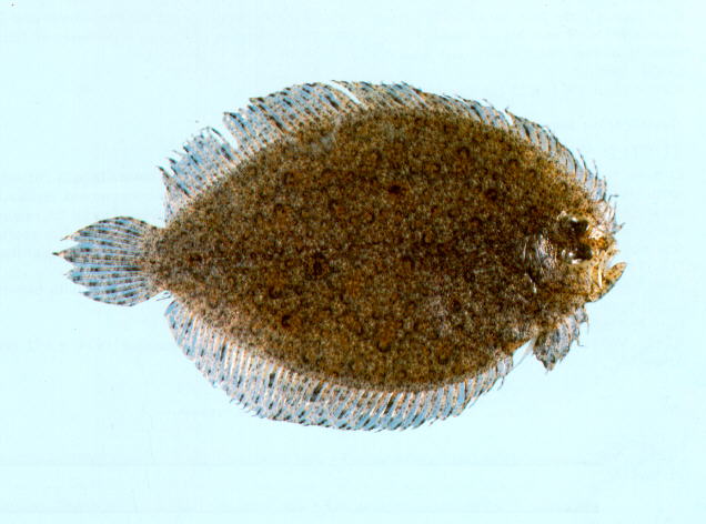 睛斑岩沙鲽(Psammodiscus ocellatus)