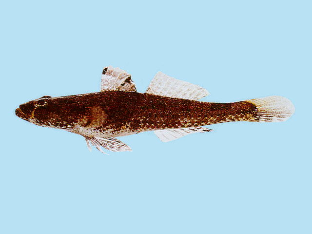 双眼斑砂虾虎(Psammogobius biocellatus)