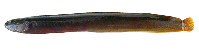 塔氏假鸡冠鳚(Pseudalectrias tarasovi)