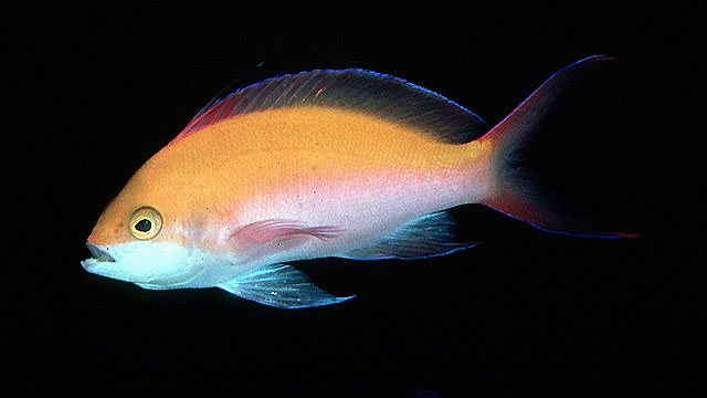 双色拟花鮨(Pseudanthias bicolor)