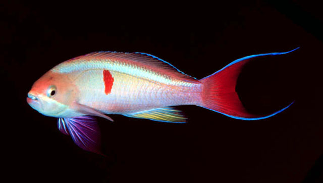 锯鳃拟花鮨(Pseudanthias cooperi)