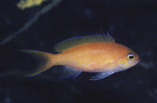 长拟花鮨(Pseudanthias elongatus)