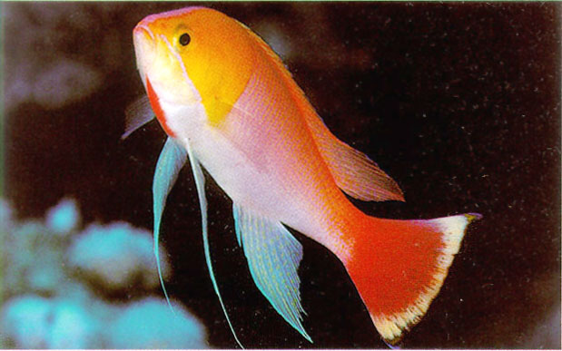 希氏拟花鮨(Pseudanthias heemstrai)