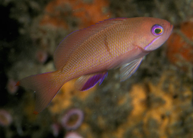 希伐拟花鮨(Pseudanthias hiva)