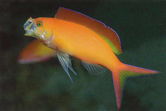 发光拟花鮨(Pseudanthias ignitus)