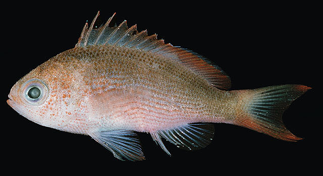 变色拟花鮨(Pseudanthias mooreanus)