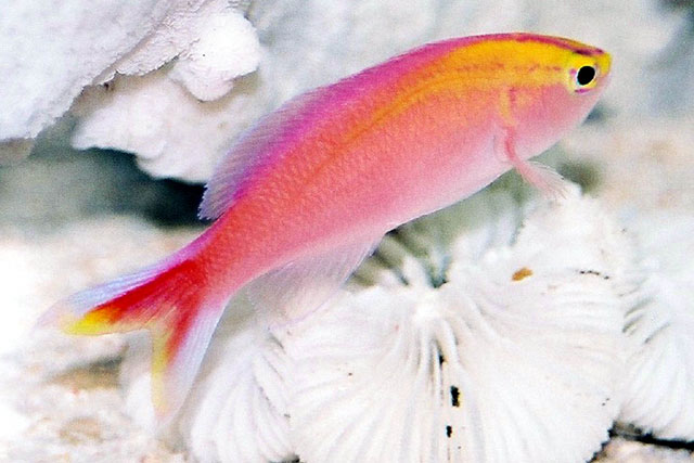 小吻拟花鮨(Pseudanthias parvirostris)