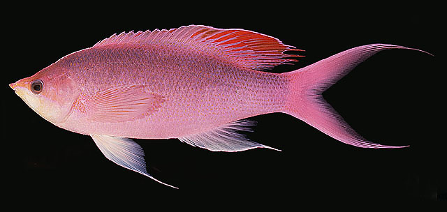 紫红拟花鮨(Pseudanthias pascalus)