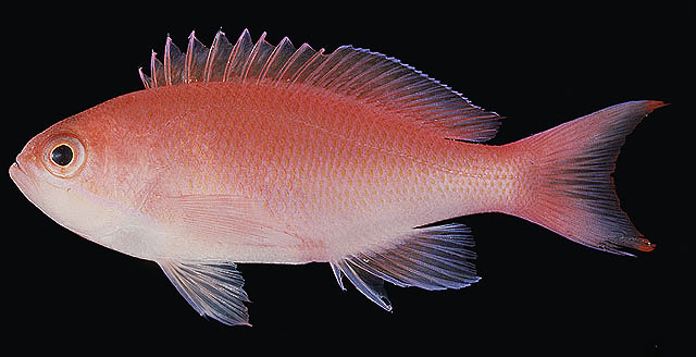 红带拟花鮨(Pseudanthias rubrizonatus)