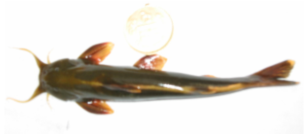 黄斑褶鮡(Pseudecheneis sulcata)