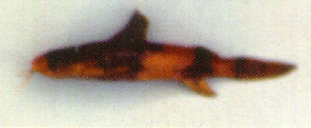 白吻拟魾(Pseudobagarius leucorhynchus)
