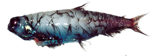 短吻拟深海鲑(Pseudobathylagus milleri)