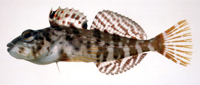 带斑鳚杜父鱼(Pseudoblennius zonostigma)