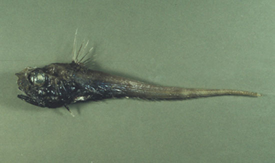 拟栉尾鳕(Pseudocetonurus septifer)