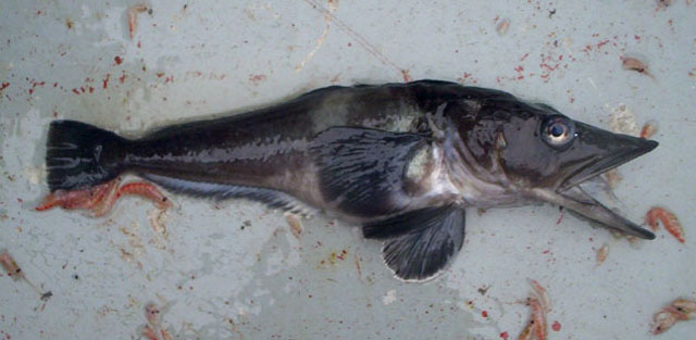 南乔治亚拟冰鱼(Pseudochaenichthys georgianus)