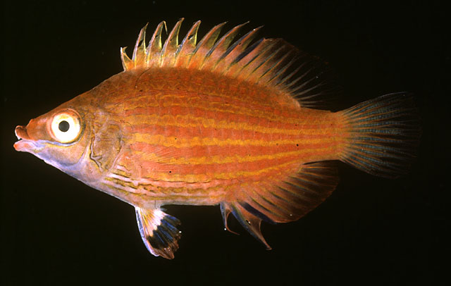 细条拟小眼唇鱼(Pseudocheilinops ataenia)