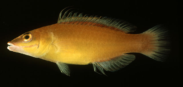 橙黄拟唇鱼(Pseudocheilinus citrinus)
