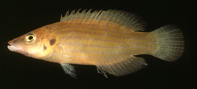 尖吻拟唇鱼(Pseudocheilinus dispilus)